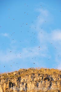 Wolf Island seacliffs, home to many seabirds