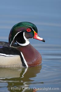 Wood duck, male, Aix sponsa, Santee Lakes