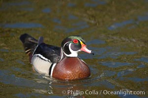 Wood duck, male, Aix sponsa, Santee Lakes