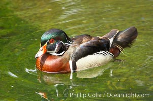 Wood duck., Aix sponsa, natural history stock photograph, photo id 12530