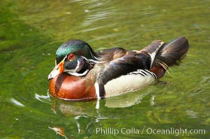 Wood duck, Aix sponsa