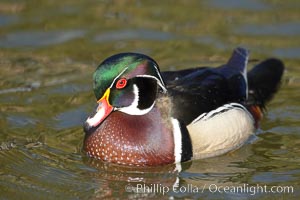 Wood duck, male, Aix sponsa, Santee Lakes