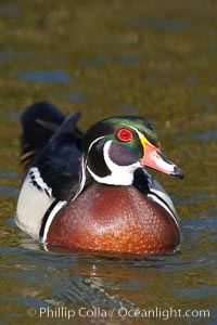 Wood duck, male.