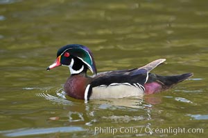 Wood duck, male, Aix sponsa, Santee Lakes