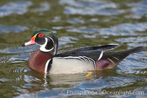 Wood duck, male, Aix sponsa, Santee Lakes