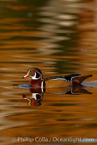 Wood duck, male, Aix sponsa, Santee Lakes