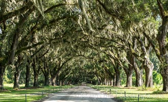 Southern Live Oaks form a long shaded Oak Alley at Wormsloe Plantation, Savannah, Georgia. Wormsloe State Historic Site, Quercus virginiana