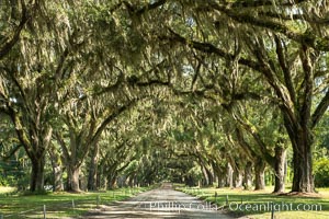 Southern Live Oaks form a long shaded Oak Alley at Wormsloe Plantation, Savannah, Georgia. Wormsloe State Historic Site, Quercus virginiana