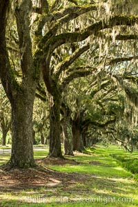 Southern Live Oaks form a long shaded Oak Alley at Wormsloe Plantation, Savannah, Georgia. Wormsloe State Historic Site, Quercus virginiana