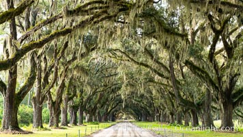 Southern Live Oaks form a long shaded Oak Alley at Wormsloe Plantation, Savannah, Georgia. Wormsloe State Historic Site, Quercus virginiana