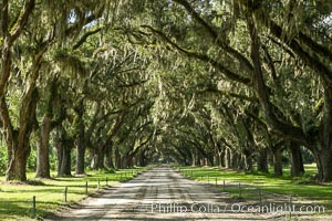 Southern Live Oaks form a long shaded Oak Alley at Wormsloe Plantation, Savannah, Georgia. Wormsloe State Historic Site, Quercus virginiana