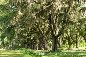 Southern Live Oaks form a long shaded Oak Alley at Wormsloe Plantation, Savannah, Georgia. Wormsloe State Historic Site, Quercus virginiana