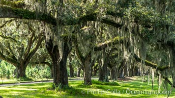 Southern Live Oaks form a long shaded Oak Alley at Wormsloe Plantation, Savannah, Georgia. Wormsloe State Historic Site, Quercus virginiana