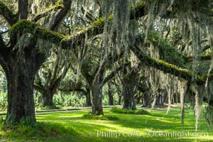 Southern Live Oaks form a long shaded Oak Alley at Wormsloe Plantation, Savannah, Georgia. Wormsloe State Historic Site, Quercus virginiana