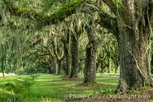 Southern Live Oaks form a long shaded Oak Alley at Wormsloe Plantation, Savannah, Georgia. Wormsloe State Historic Site, Quercus virginiana