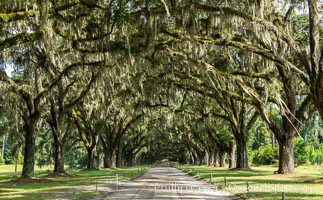 Southern Live Oaks form a long shaded Oak Alley at Wormsloe Plantation, Savannah, Georgia. Wormsloe State Historic Site, Quercus virginiana