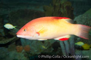 Unidentified wrasse fish