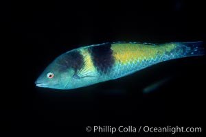 ?? wrasse, Guadalupe Island (Isla Guadalupe)