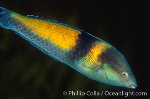 ?? wrasse, Guadalupe Island (Isla Guadalupe)