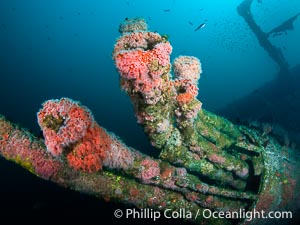 The Wreck of the HMCS Yukon in San Diego.  Deliberately sunk in 2000 as part of San Diego's Wreck Alley to form an artifical reef, the HMCS Yukon is a 366-foot-long former Canadian destroyer.  It is encrusted with a variety of invertebrate life, including Cornyactis anemones which provide much of the color seen here