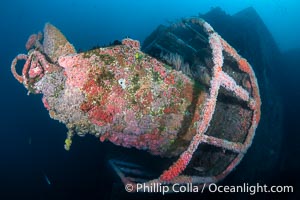 The Wreck of the HMCS Yukon in San Diego.  Deliberately sunk in 2000 as part of San Diego's Wreck Alley to form an artifical reef, the HMCS Yukon is a 366-foot-long former Canadian destroyer.  It is encrusted with a variety of invertebrate life, including Cornyactis anemones which provide much of the color seen here