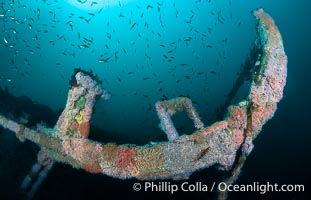 The Wreck of the HMCS Yukon in San Diego.  Deliberately sunk in 2000 as part of San Diego's Wreck Alley to form an artifical reef, the HMCS Yukon is a 366-foot-long former Canadian destroyer.  It is encrusted with a variety of invertebrate life, including Cornyactis anemones which provide much of the color seen here