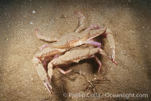 Xantus swimming crab, Portunus xantusii, La Jolla, California