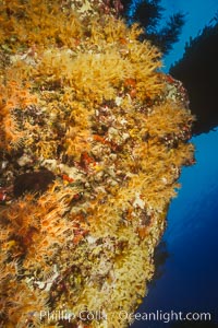 Zoanthid anemones, Guadalupe Island, Mexico, Guadalupe Island (Isla Guadalupe)