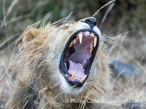 Yawing Lion Exhibits Exquisite Dentition, Greater Masai Mara, Kenya, Panthera leo, Mara North Conservancy