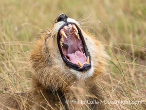 Yawing lion shows off impressive dentition, Mara Triangle, Kenya, Panthera leo, Mara North Conservancy