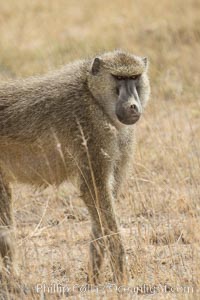 Yellow Baboon, Amboseli National Park, Kenya