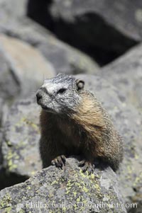 Yellow-bellied marmots can often be found on rocky slopes, perched atop boulders, Marmota flaviventris, Yellowstone National Park, Wyoming