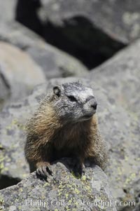 Yellow-bellied marmots can often be found on rocky slopes, perched atop boulders, Marmota flaviventris, Yellowstone National Park, Wyoming