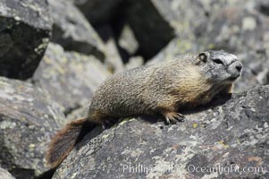 Yellow-bellied marmots can often be found on rocky slopes, perched atop boulders, Marmota flaviventris, Yellowstone National Park, Wyoming