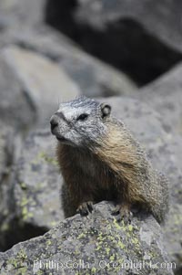 Yellow-bellied marmots can often be found on rocky slopes, perched atop boulders, Marmota flaviventris, Yellowstone National Park, Wyoming