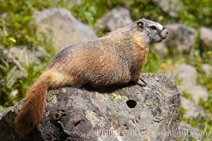 Yellow-bellied marmots can often be found on rocky slopes, perched atop boulders, Marmota flaviventris, Yellowstone National Park, Wyoming