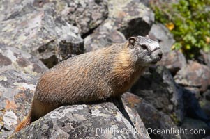 Yellow-bellied marmots can often be found on rocky slopes, perched atop boulders, Marmota flaviventris, Yellowstone National Park, Wyoming