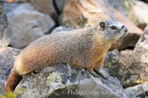 Yellow-bellied marmots can often be found on rocky slopes, perched atop boulders, Marmota flaviventris, Yellowstone National Park, Wyoming