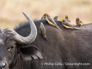 Yellow-Billed Oxpecker, Buphaga africana, on Cape Buffalo, Mara North Conservancy, Buphagus africanus, Syncerus caffer