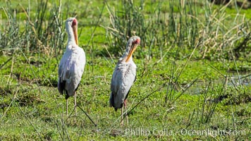 Yellow-billed stork, Meru National Park, Kenya, Mycteria ibis