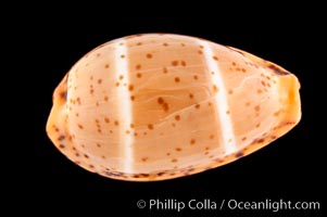 Yellow Cowrie, Cypraea lutea