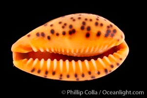 Yellow Cowrie, Cypraea lutea