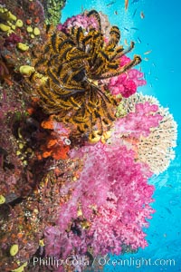 Yellow Crinoid and Pink Dendronephthya Soft Coral, on South Pacific Reef, Fiji, Crinoidea, Dendronephthya, Namena Marine Reserve, Namena Island