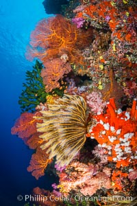 Yellow crinoid, green fan coral and red gorgonian on colorful and pristine coral reef, Fiji, Crinoidea, Dendronephthya, Gorgonacea, Vatu I Ra Passage, Bligh Waters, Viti Levu  Island