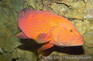 Coral grouper, Variola louti