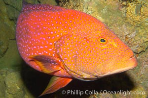 Coral grouper, Variola louti