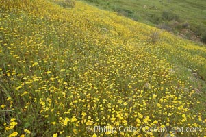 Unidentified yellow flowers bloom in spring, Lake Elsinore