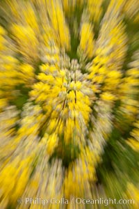 Yellow flowers on Westpoint Island