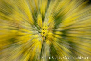 Yellow flowers on Westpoint Island