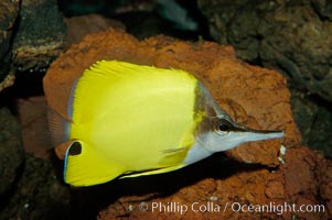 Yellow longnose butterfly fish (forceps butterfly). Maui, Hawaii, USA, Forcipiger flavissimus, natural history stock photograph, photo id 09454